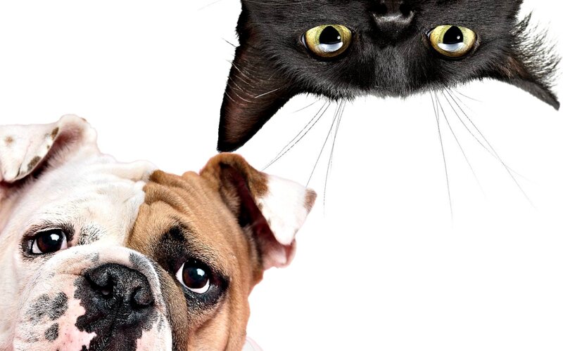 Bulldog and Black Cat