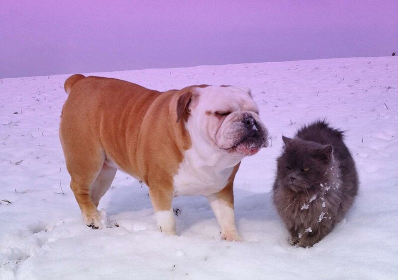 Bulldog and Cat in Snow