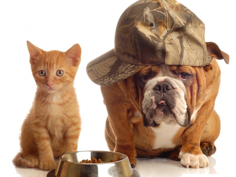 Bulldog and Kitten — Brown, Calm, Photograph, Dog