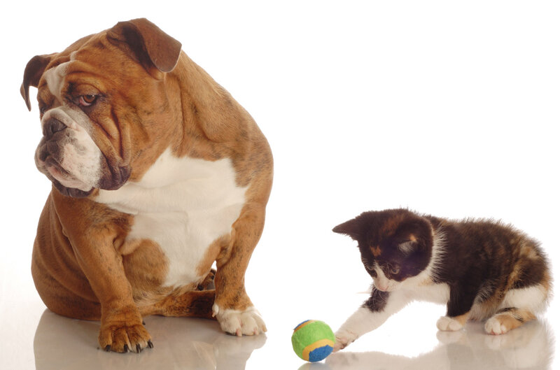 Bulldog and Kitten — Brown