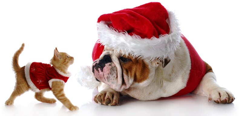 Bulldog and Kitten in Costumes
