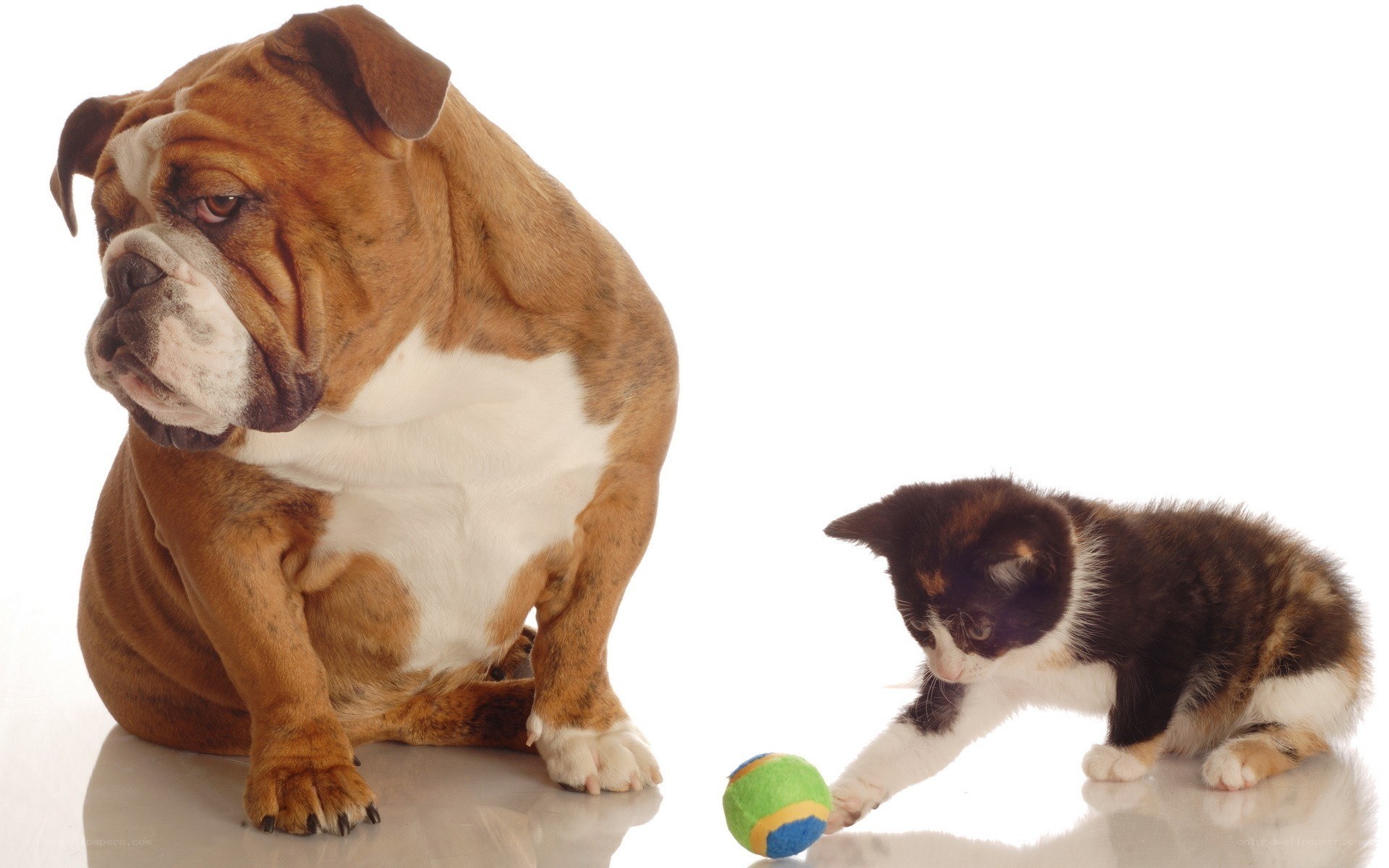 Bulldog and kitten playing
