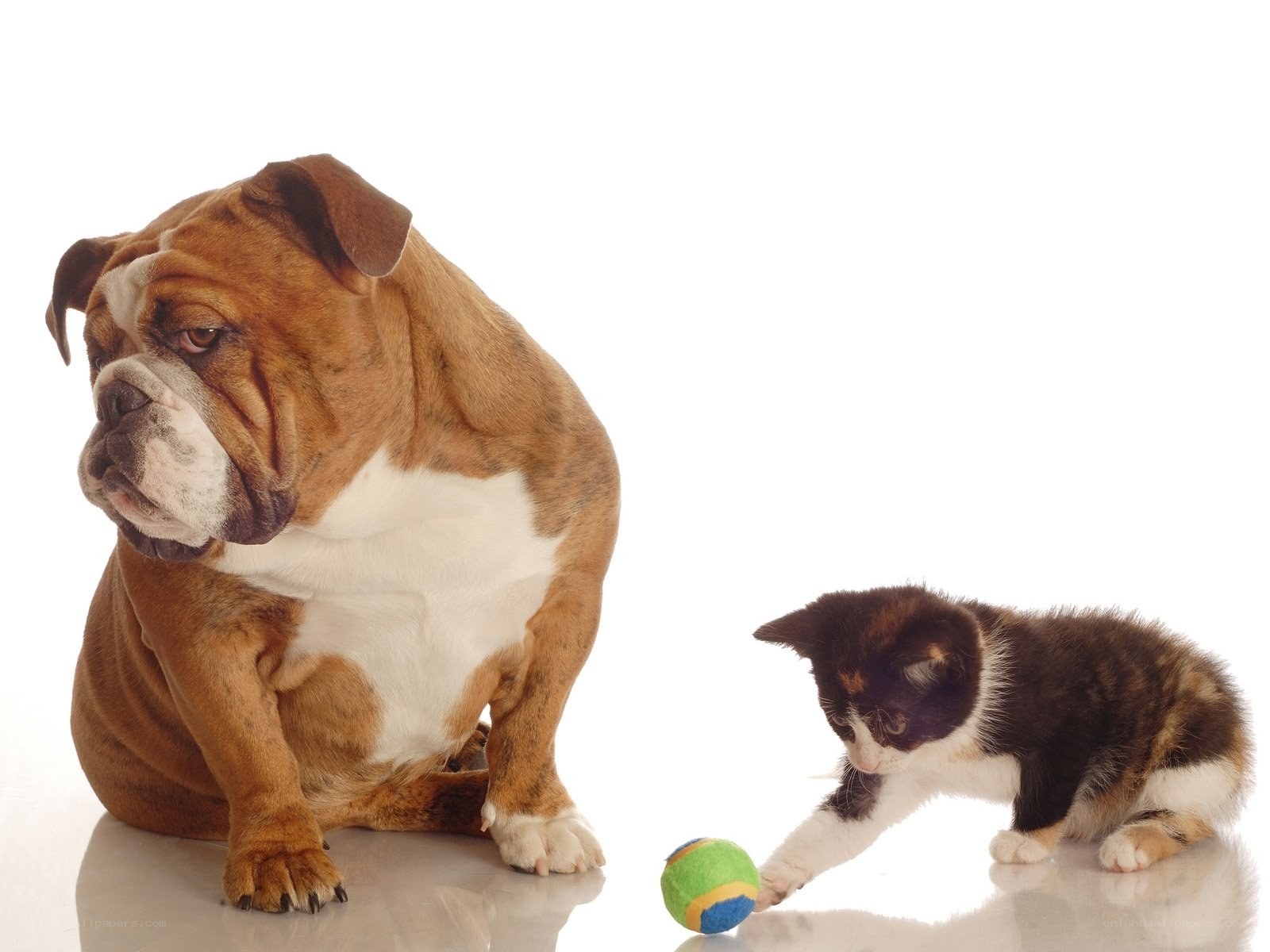 Bulldog and kitten playing