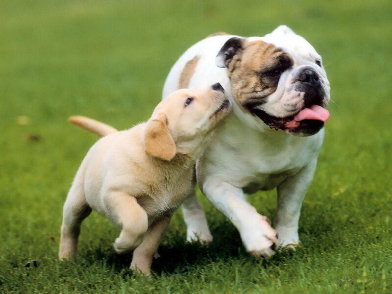 Bulldog and Lab Puppy — Green