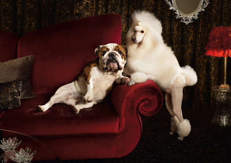 Bulldog and Poodle on Couch