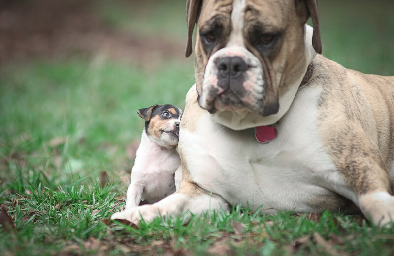 Bulldog and Puppy — Green