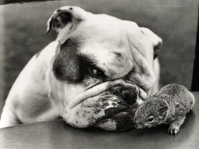 Bulldog and squirrel companion