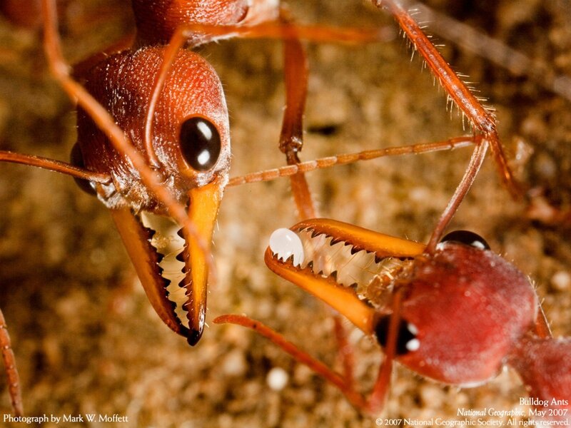 Bulldog Ants in Close-Up
