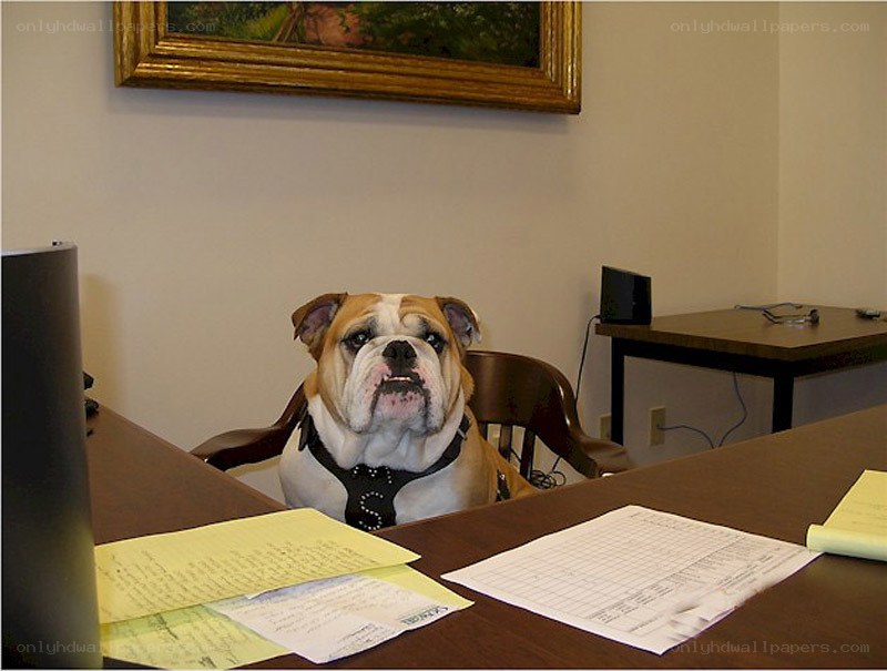 Bulldog at a desk