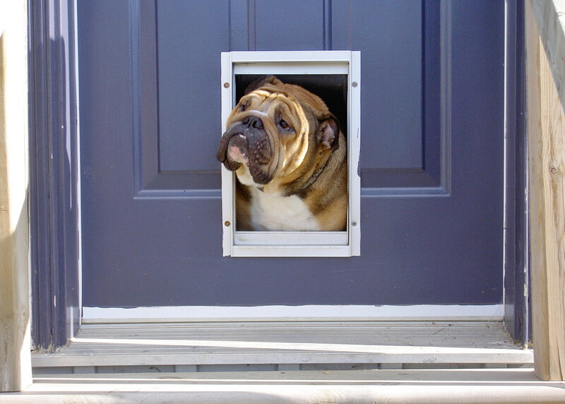 Bulldog at Door