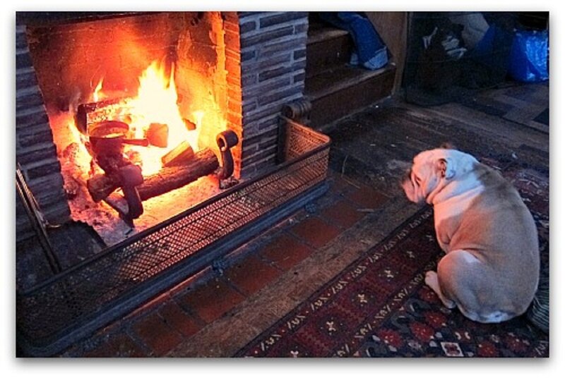 Bulldog by Fireplace
