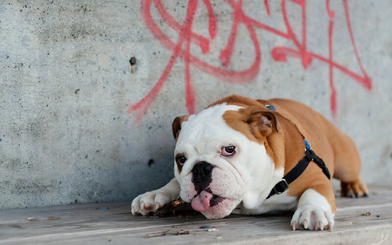Bulldog Chewing Stick — Brown