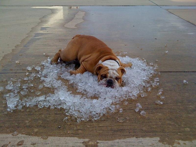 Bulldog cooling off on ice