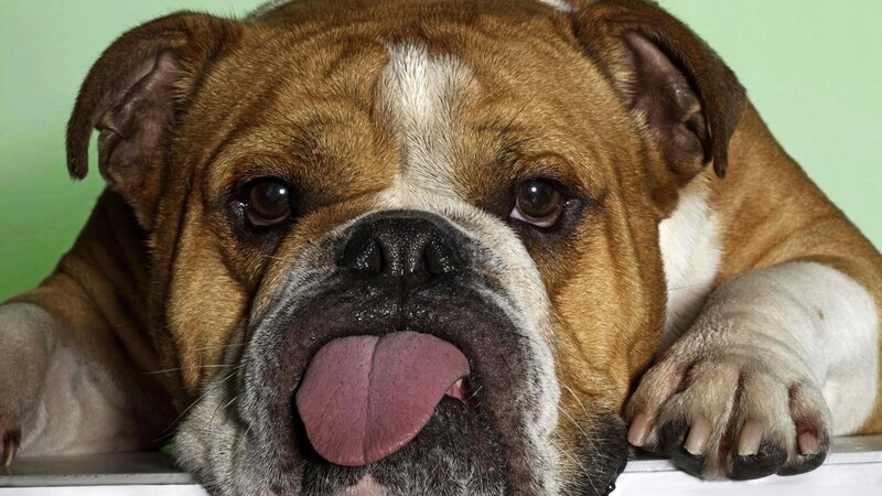 Bulldog Dog — Brown, Calm, Photograph