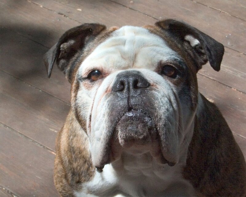 Bulldog Dog — Brown, Calm