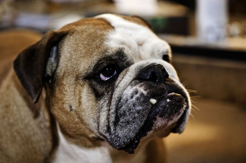 Bulldog Dog — Brown