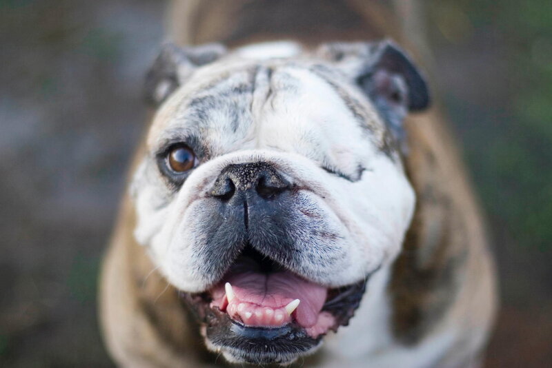 Bulldog Dog Face