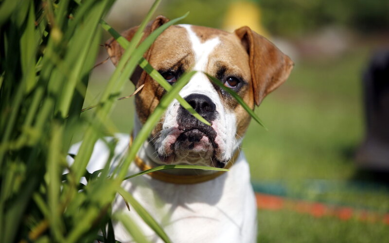 Bulldog Dog in Grass — Green