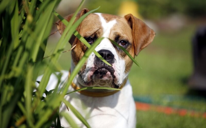 Bulldog Dog in Grass