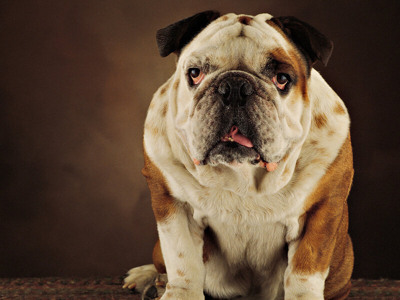 Bulldog Dog