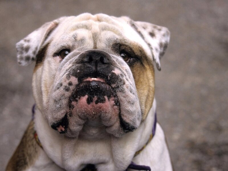 Bulldog Dog — White, Calm