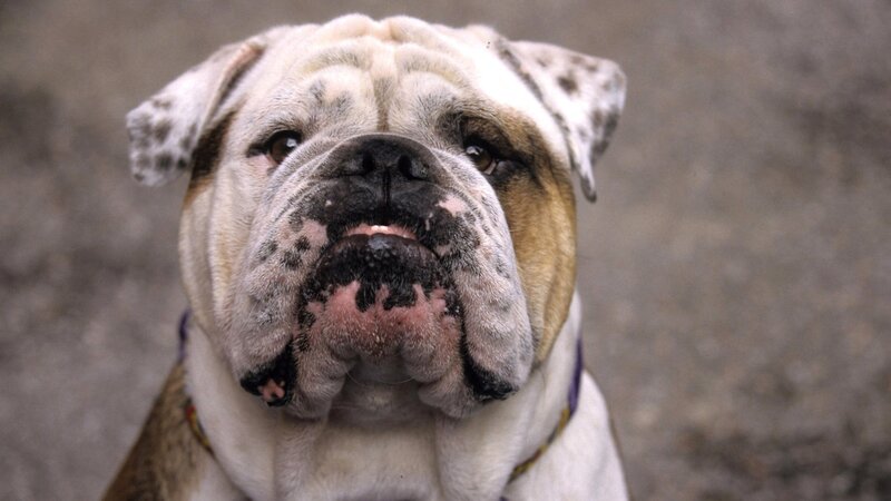 Bulldog Dog — White, Neutral, Photograph