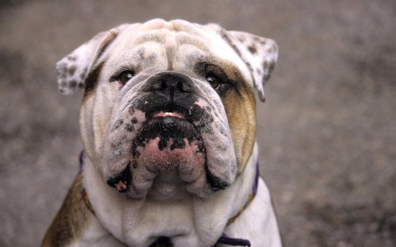 Bulldog Dog — White, Neutral