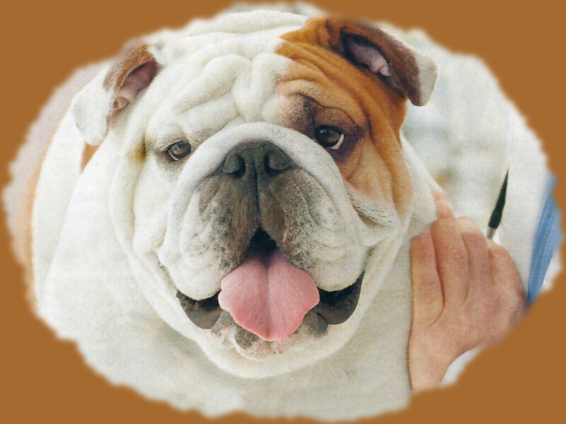 Bulldog Dog — White