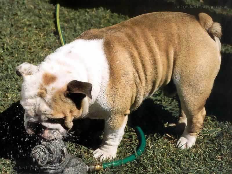 Bulldog drinking from hose