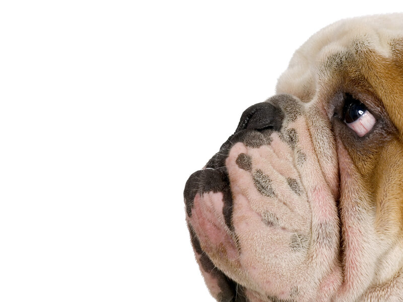 Bulldog Face