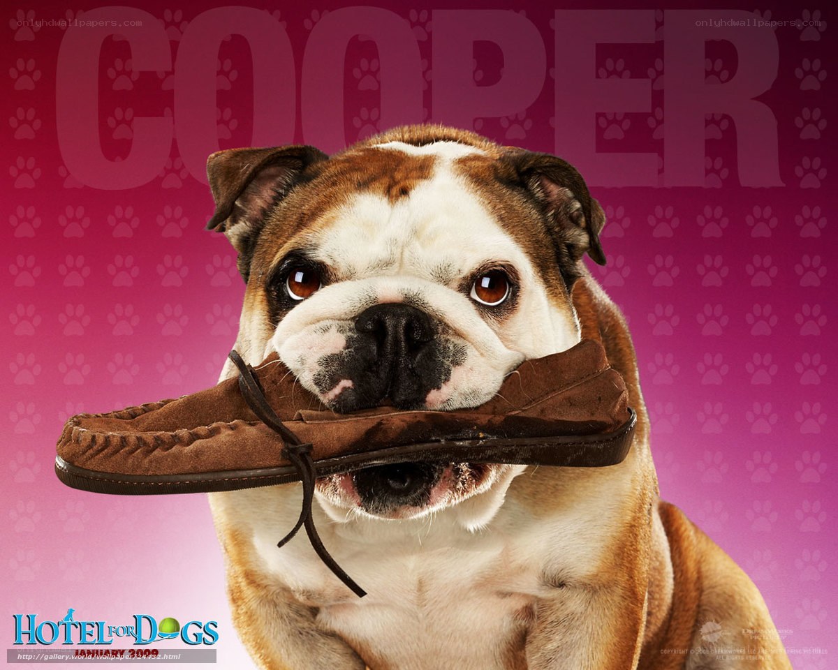 Bulldog holding a shoe