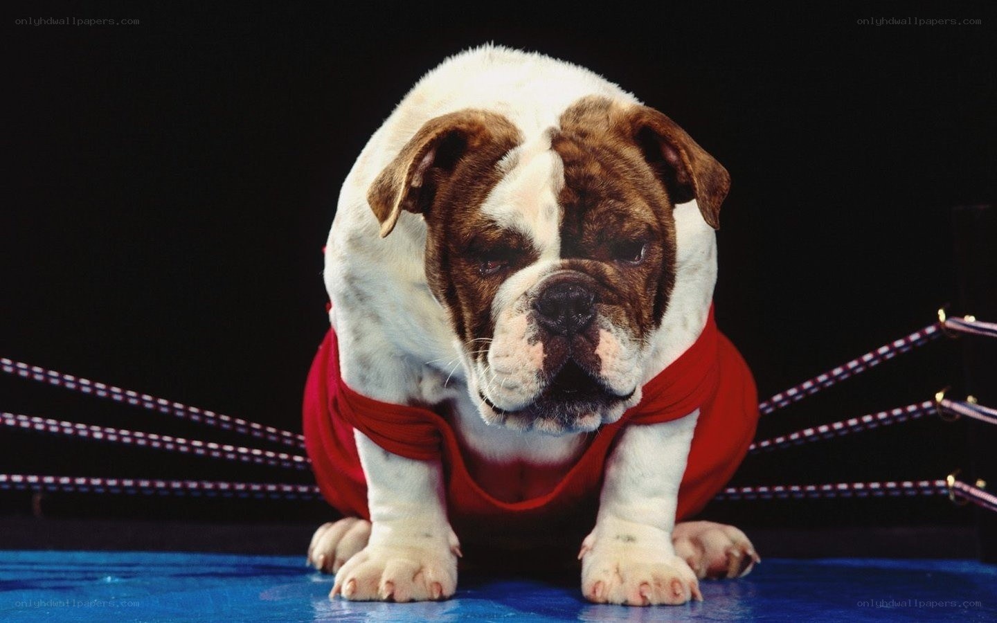 Bulldog in a boxing ring