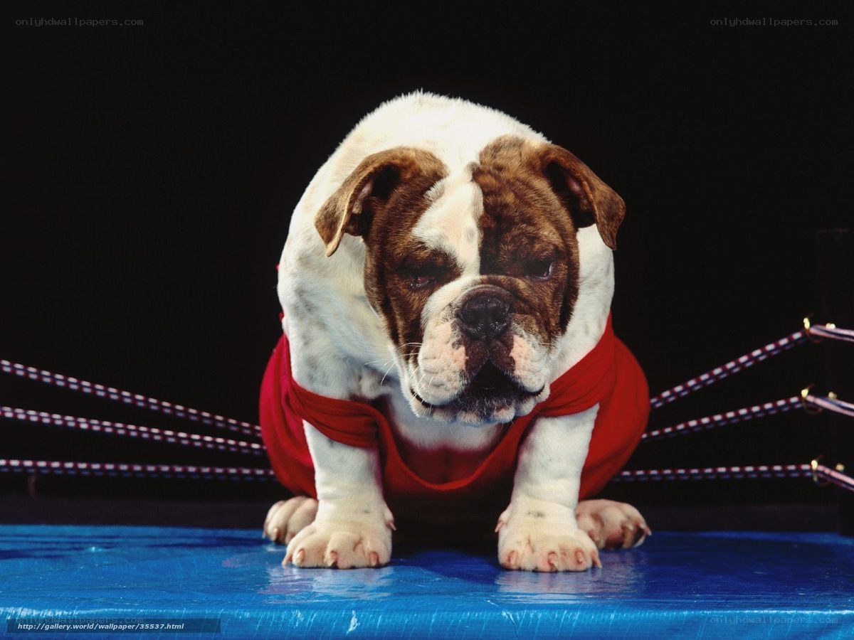 Bulldog in a boxing ring