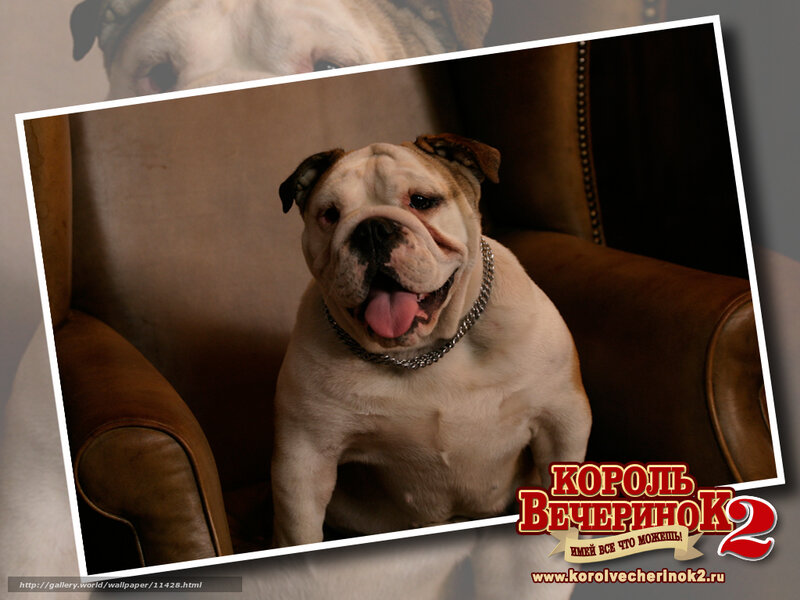 Bulldog in a leather chair