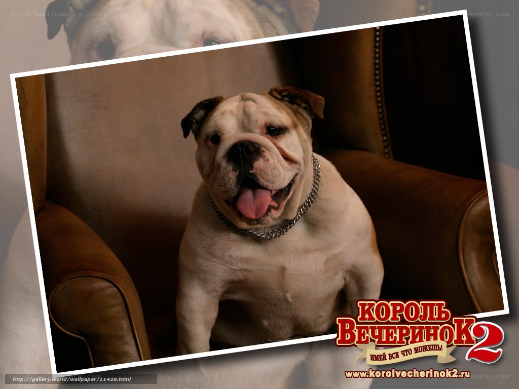Bulldog in a leather chair