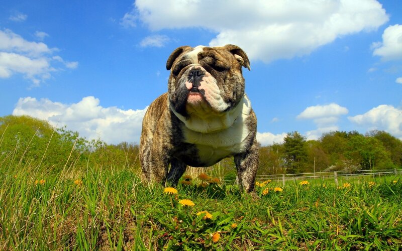 Bulldog in a sunny field