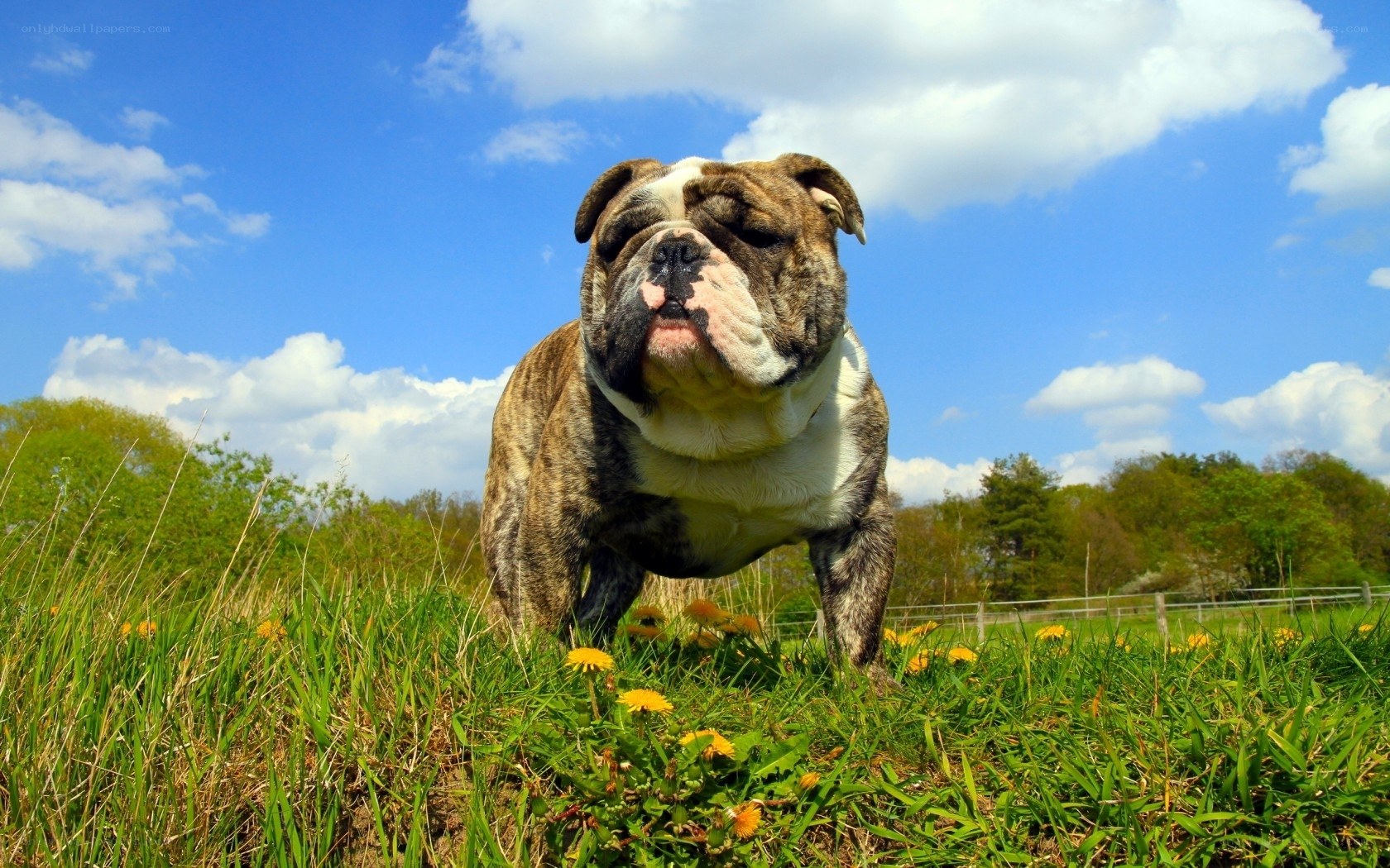 Bulldog in a sunny field