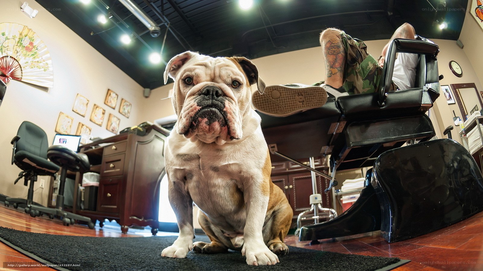 Bulldog in a tattoo parlor