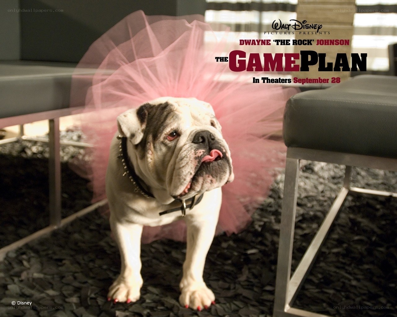 Bulldog in a tutu