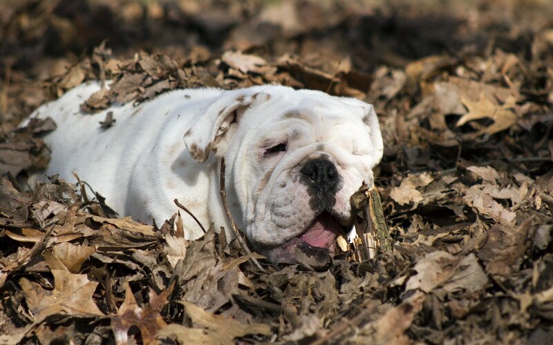 bulldog in autumn leaves