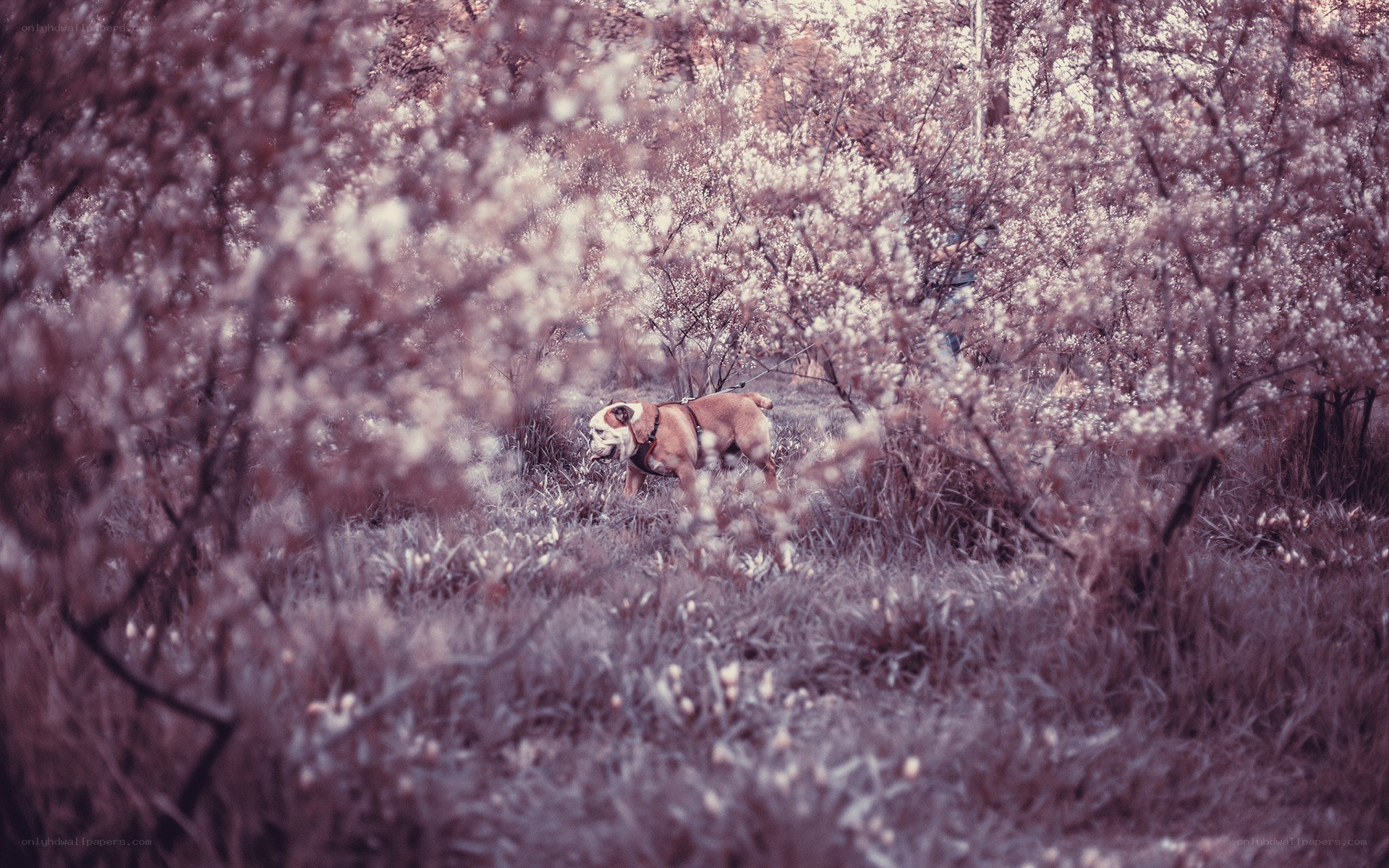 Bulldog in blooming trees