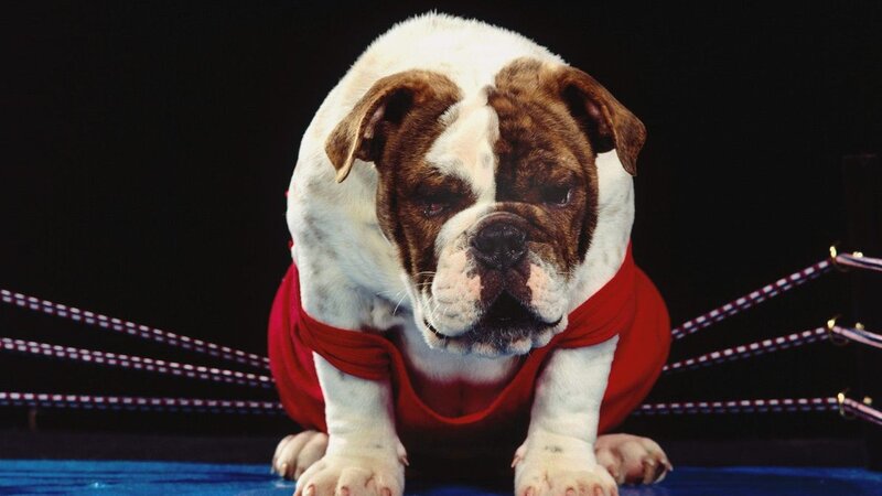 Bulldog in Boxing Ring