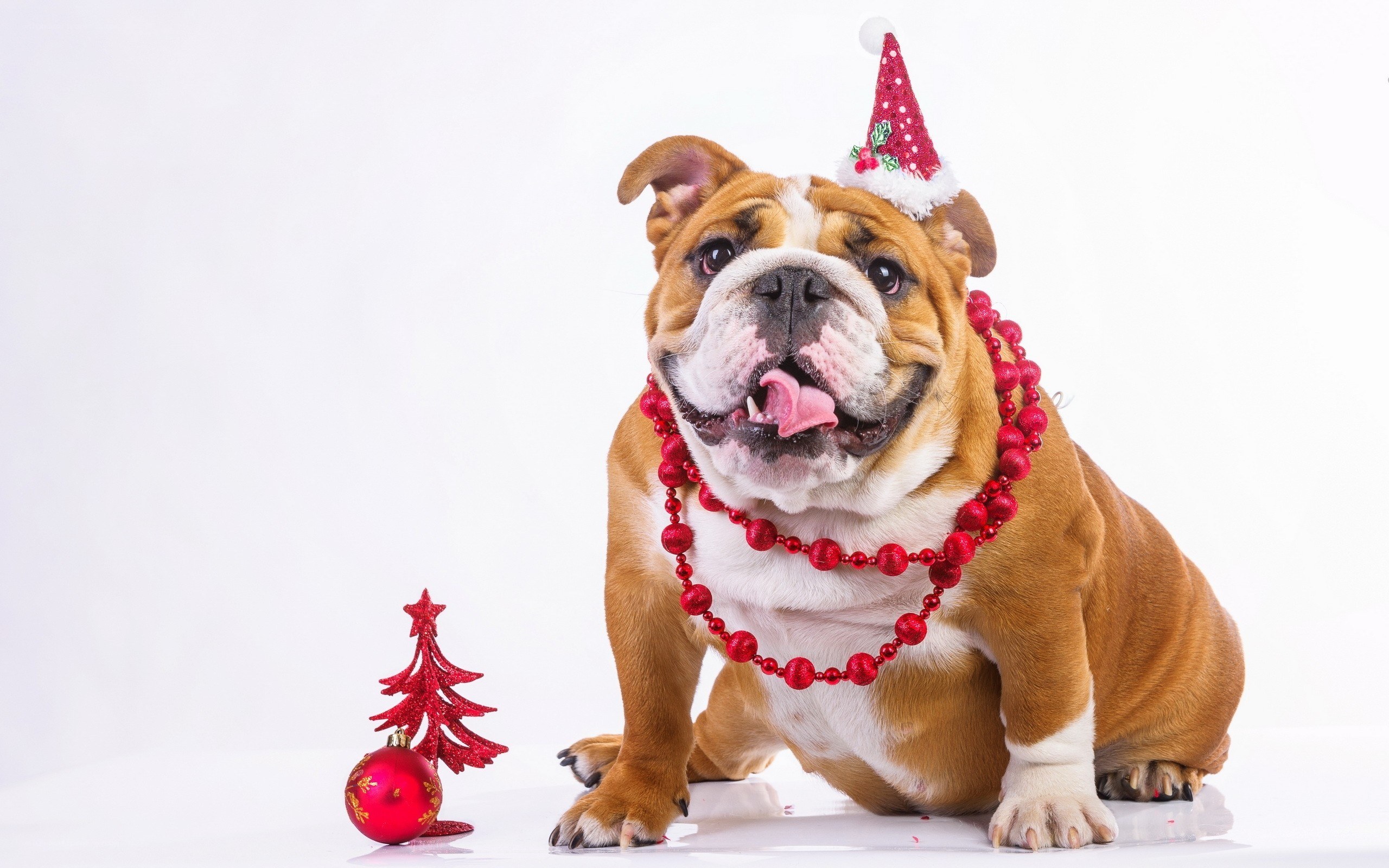 Bulldog in Christmas hat