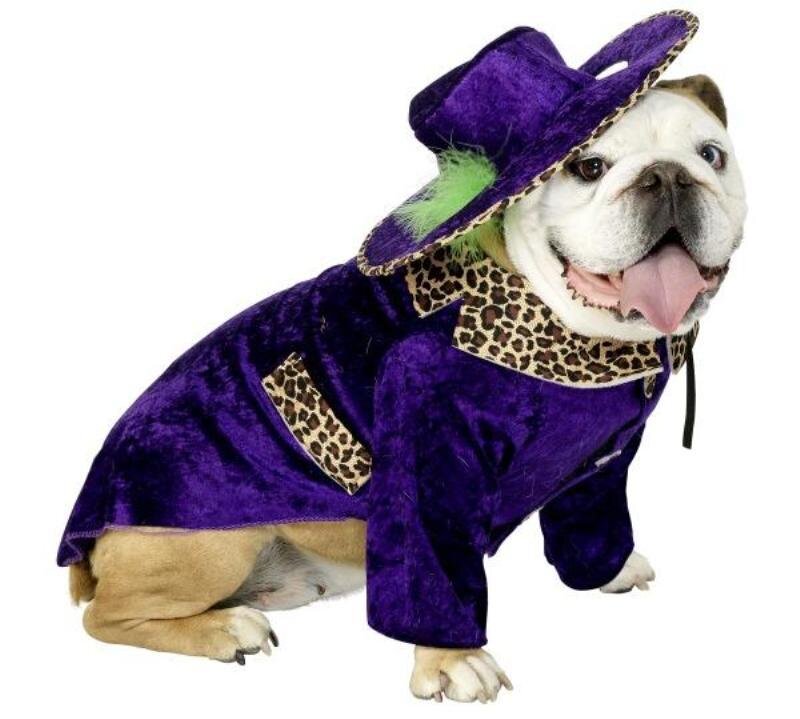 Bulldog in Costume