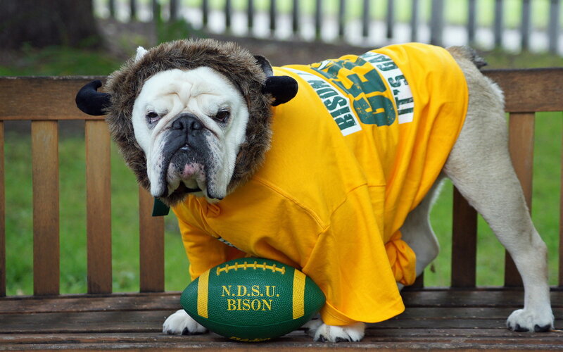 Bulldog in Costume — Yellow