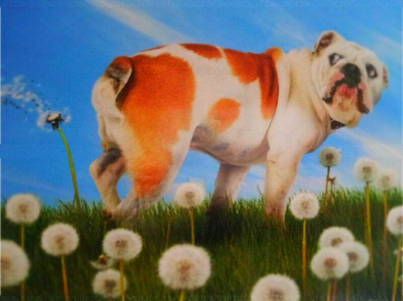Bulldog in Dandelion Field