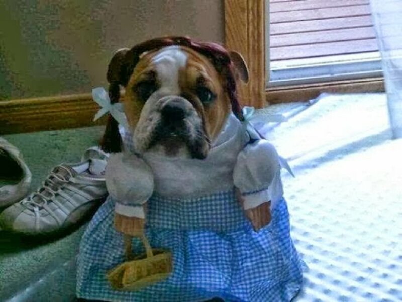 Bulldog in Dress