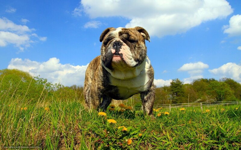 Bulldog in Field — Green