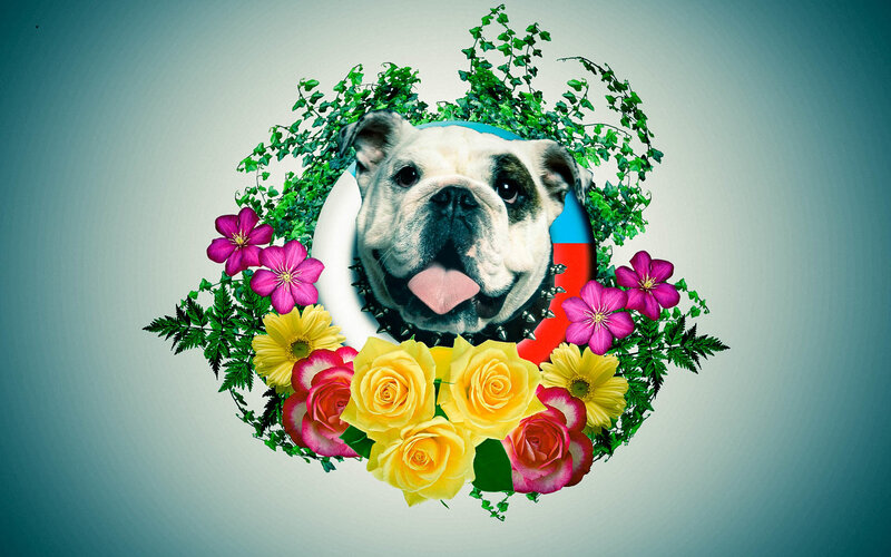 Bulldog in Floral Wreath