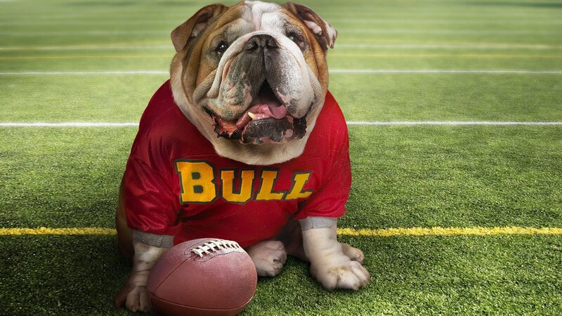 Bulldog in football uniform